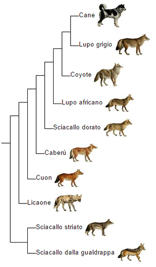 Canis_phylogeny_(ita)