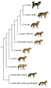 Canis_phylogeny_(ita)